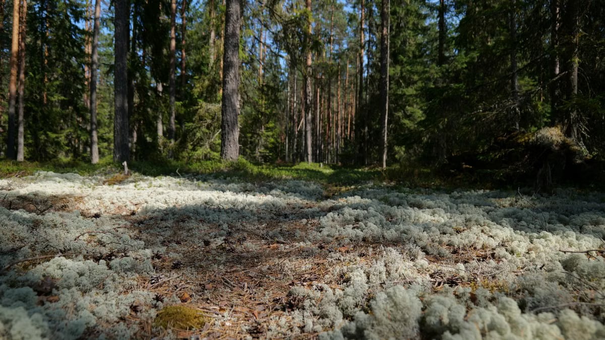 Kuidas alustada tervislikku eluviisi